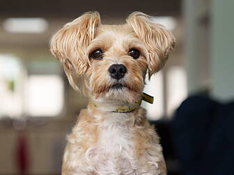 Dog Who Was Dragged Behind Car...